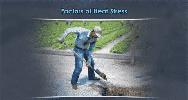 Dog Days of Summer Heat: How to Avoid Heat Stress