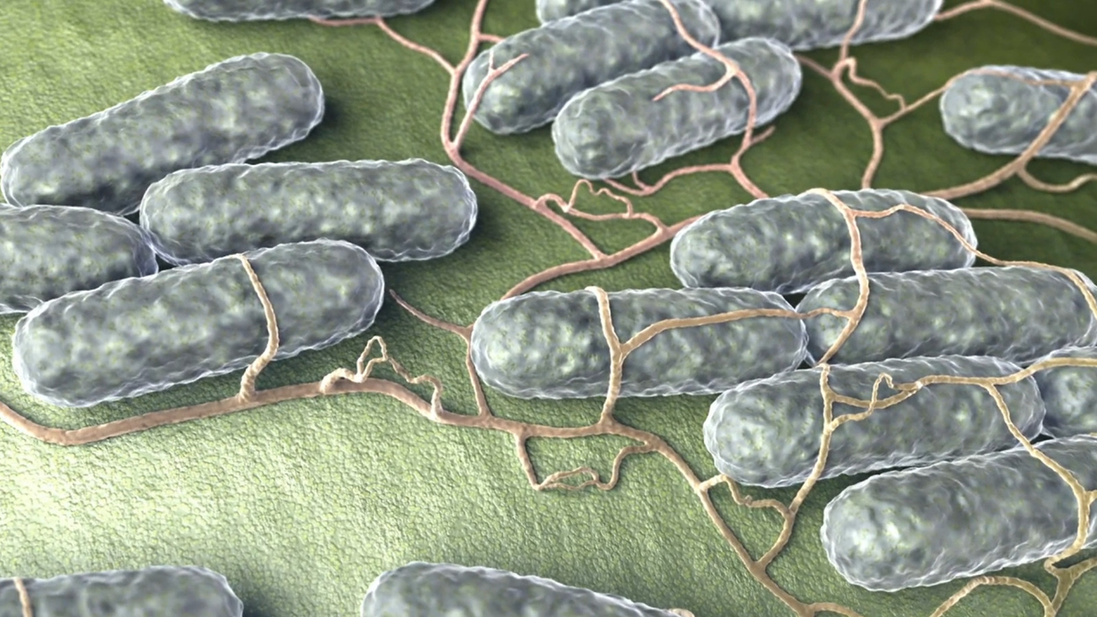 Preventing Food Contamination for Schools