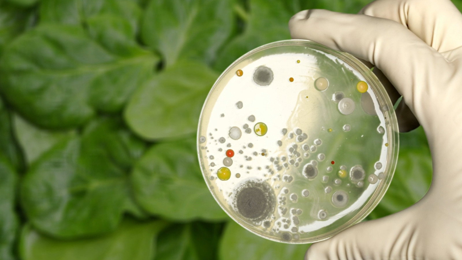 Foodborne Illness: Introduction for Schools